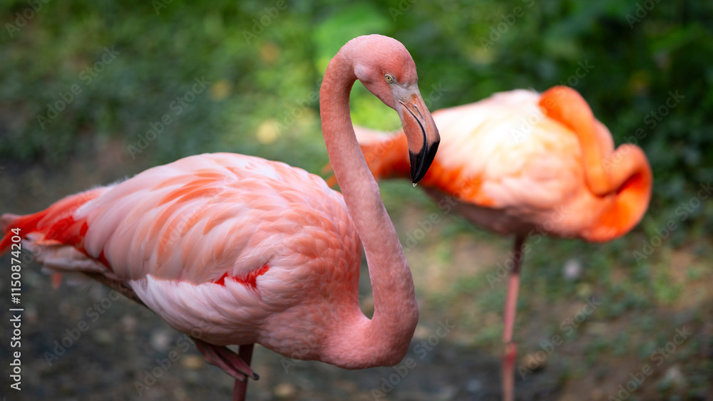 American flamingo (Phoenicopterus ruber), also known as the Caribbean flamingo. American flamingo (Phoenicopterus ruber), also known as the Caribbean flamingo.
