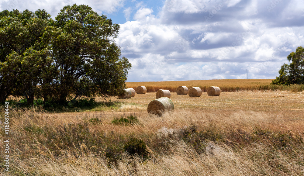large round hay bales on dry harvested paddock