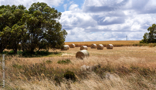 Obraz na płótnie large round hay bales on dry harvested paddock w salonie
