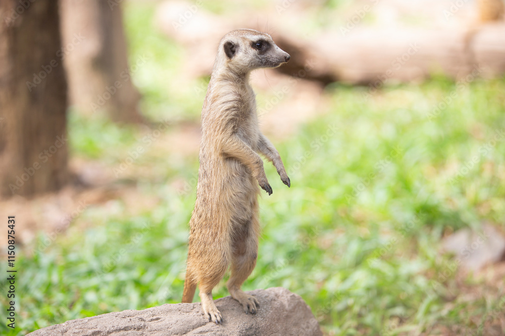 Fototapeta premium Meerkat or suricate (Suricata suricatta)
