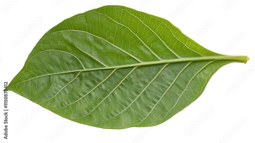 Large Medical Leaf, Representing Natural Healing and Wellness Large Medical Leaf, Representing Natural Healing and Wellness