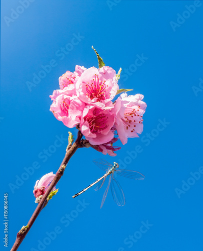 Obraz na płótnie Pink blossoms on a branch w salonie