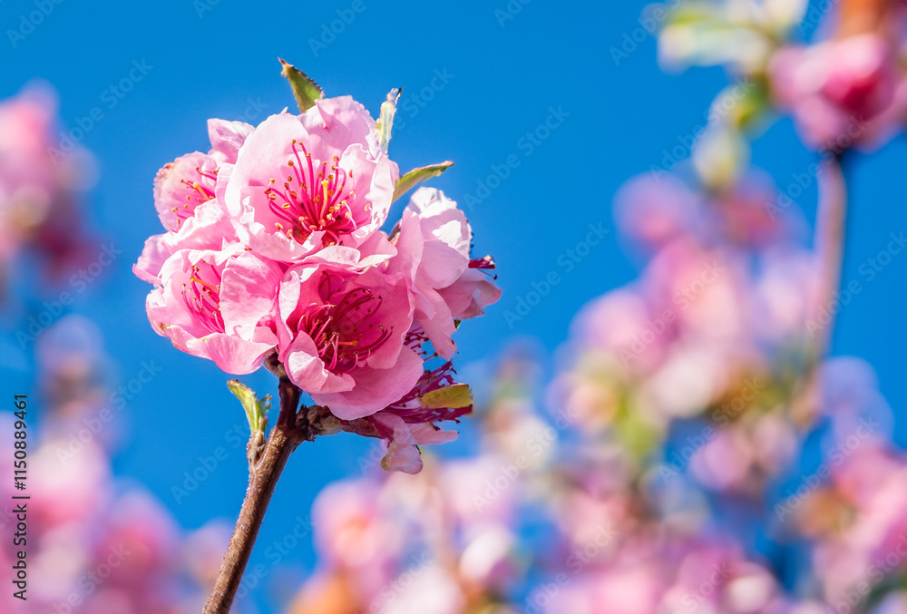 Pink blossoms on a branch