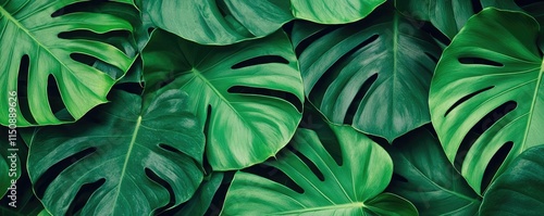 Wallpaper Mural Greenery palms idea. A vibrant display of lush green leaves creating a tropical atmosphere. Torontodigital.ca