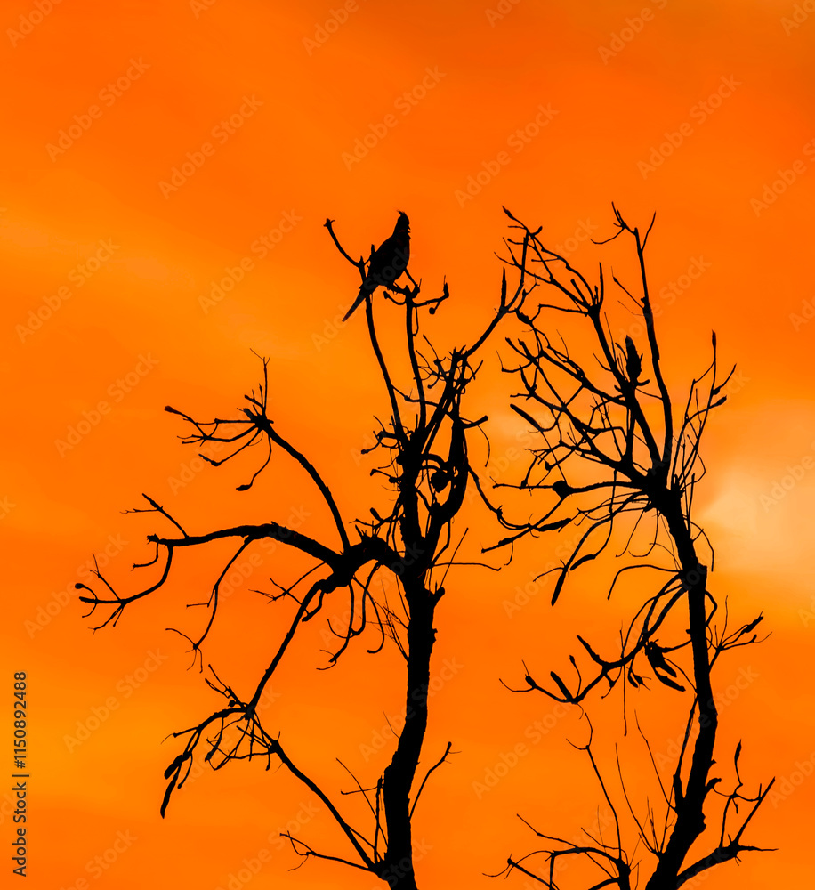 Orange sunset with silhouetts of a bird in a tree