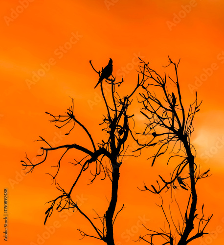 Obraz na płótnie Orange sunset with silhouetts of a bird in a tree w salonie