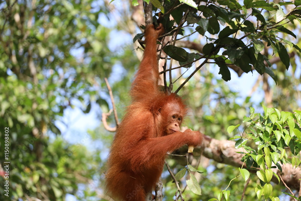 Obraz premium close-up juvenile female orangutan (orang-utan) high in a tree in bright morning sunshine in dense Borneo rain forest (rainforest)