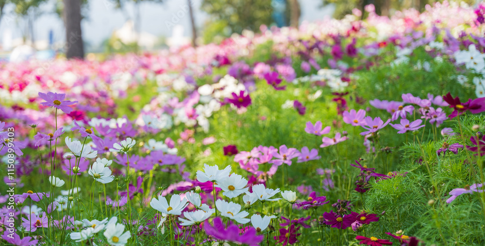 Obraz premium Cosmos flower blossom in garden, Nature Background.