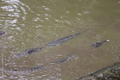 two crocodiles passing in opposite directions in muddy pond waters