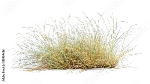Big Bluestem Grass on White Background, Elegant and Natural Plant Illustration