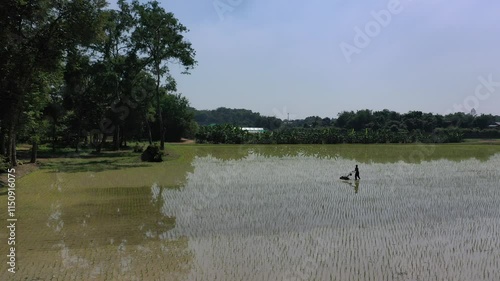 Wallpaper Mural Farmer drives machine to destroy leader weed and grass in paddy rice field and disk, cultivate, or loosen the soil to support the root of rices. Torontodigital.ca