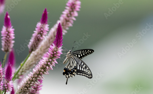 花の蜜を吸うアゲハチョウ photo