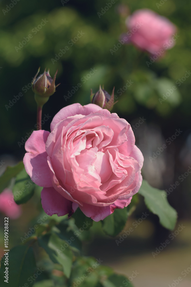Roses blooming in the summer garden