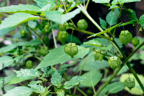 The Physalis minima fruit or ciplukan or Chinese lantern fruit that grows in the garden