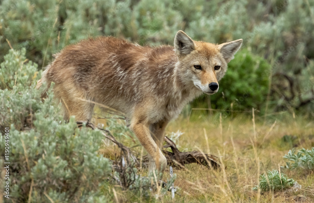 Coyote Approaches Crowds in Lamar Valley Coyote Approaches Crowds in Lamar Valley