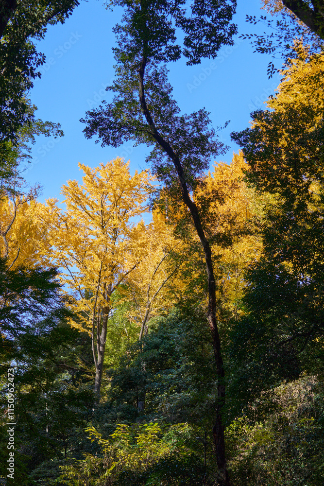 銀杏 紅葉 銀杏 紅葉