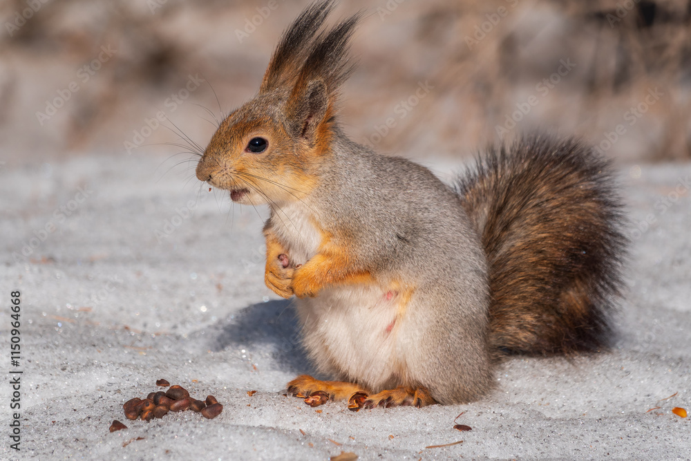The squirrel in winter sits on white snow. The squirrel in winter sits on white snow.