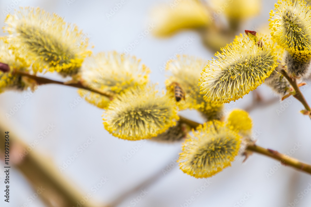 Nature awakes in spring. Blooming willow twigs and furry willow-catkins, so called seals or cats. Holly willow, Salix caprea Nature awakes in spring. Blooming willow twigs and furry willow-catkins, so called seals or cats. Holly willow, Salix caprea