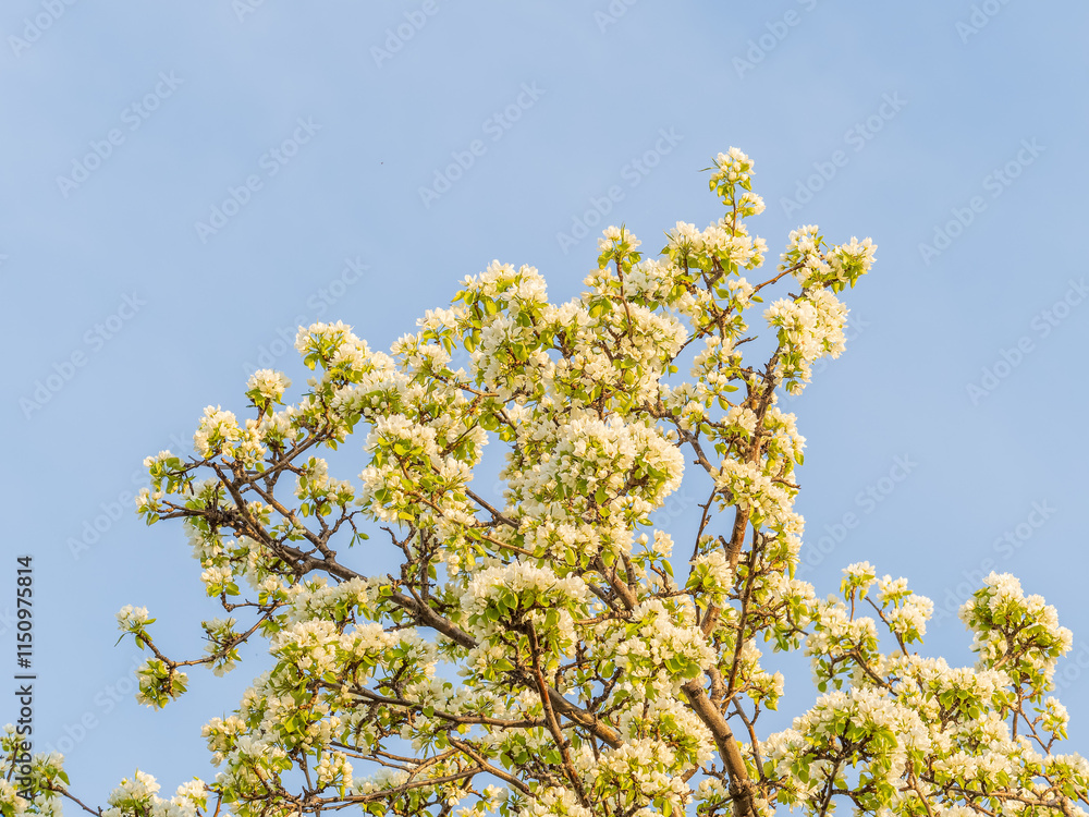Apple tree branches with white flowers on a background of blue clear sky. Apple tree branches with white flowers on a background of blue clear sky.