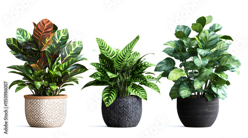 Three Potted Indoor Plants, Calathea 'Roseopicta', Calathea 'Zebrina' and Fiddle Leaf Fig, with Decorative Textured Planters against a White Background photo