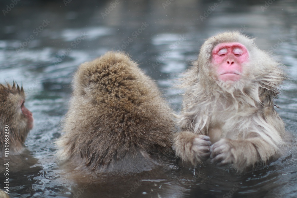 Naklejka premium Snow Monkeys Relaxing in a Hot Spring, Jigokudani, Nagano, Japan
