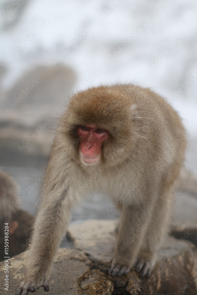 Japanese Snow Monkey Walking Along the Rocks Besides a Hot Spring in Winter, Jigokudani, Nagano, Japan Japanese Snow Monkey Walking Along the Rocks Besides a Hot Spring in Winter, Jigokudani, Nagano, Japan