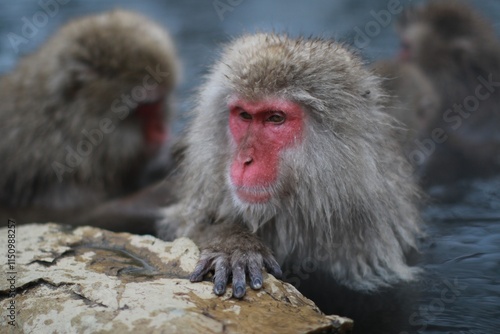 Canvas Print Snow Monkeys Relaxing in a Hot Spring, Jigokudani, Nagano, Japan