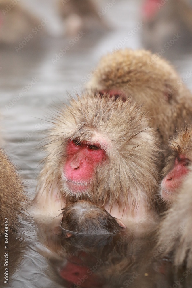 Naklejka premium Snow Monkeys Relaxing in a Hot Spring, Jigokudani, Nagano, Japan