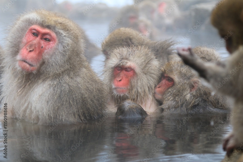 Naklejka premium Group of Japanese Snow Monkeys Relaxing in Hot Spring, Jigokudani, Nagano, Japan