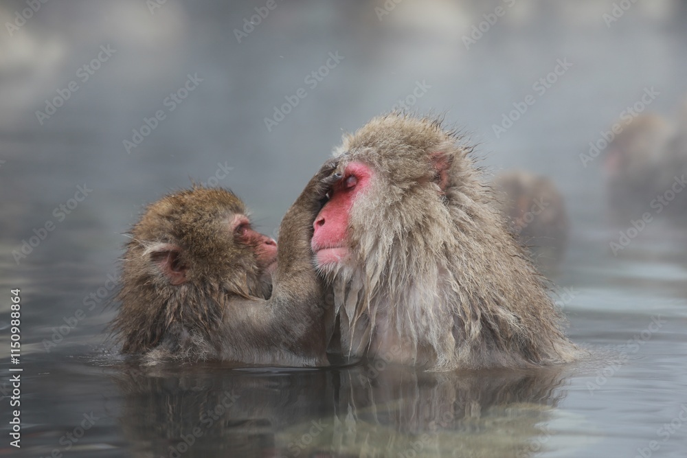 Naklejka premium Japanese Snow Monkey Mother Enjoying Hot Spring with Family in Jigokudani, Nagano, Japan