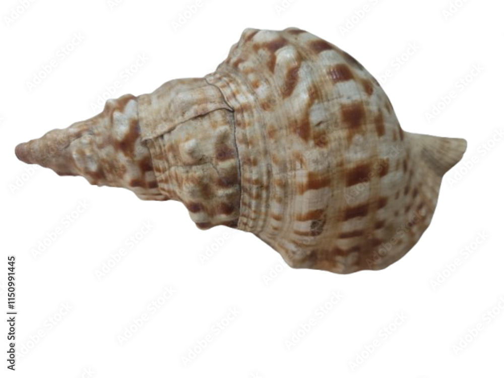 sea shell isolated on white, png sea shell isolated on white, png