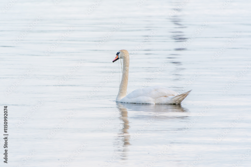 Fototapeta premium Graceful white Swan swimming in the lake, swans in the wild. Portrait of a white swan swimming on a lake.