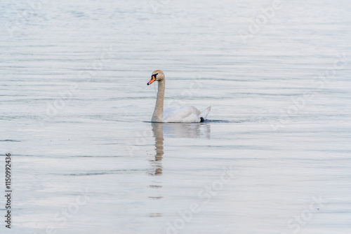 Graceful white Swan swimming in the lake, swans in the wild. Portrait of a white swan swimming on a lake.