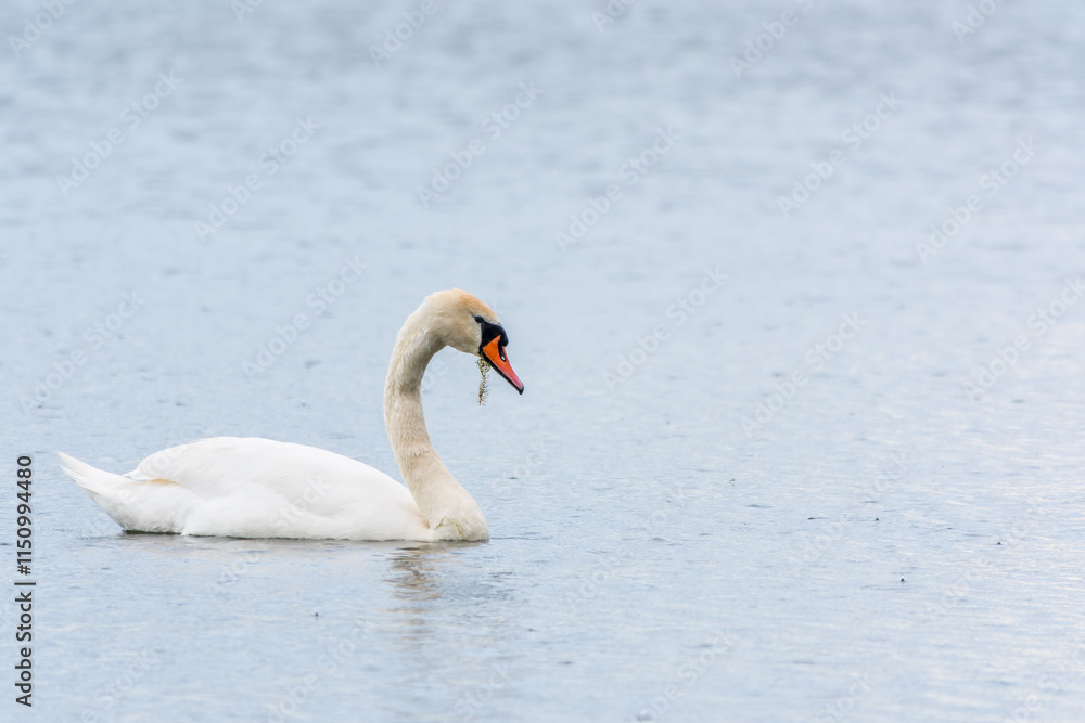 Graceful white Swan swimming in the lake, swans in the wild. Portrait of a white swan swimming on a lake. Graceful white Swan swimming in the lake, swans in the wild. Portrait of a white swan swimming on a lake.