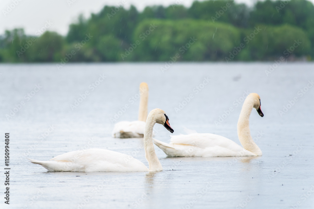 Fototapeta premium Three graceful white swans swims in the lake, swans in the wild.