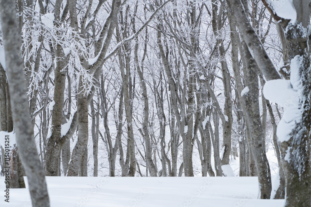 Fototapeta premium 冬のブナの森