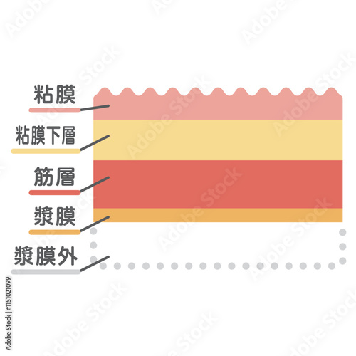 消化管粘膜のイラスト