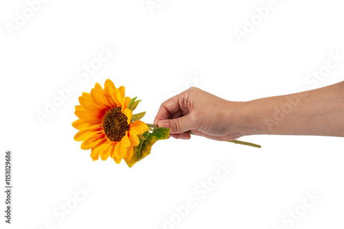 Wallpaper Mural Close Up sunflower in female hand isolated on transparent background.. Torontodigital.ca