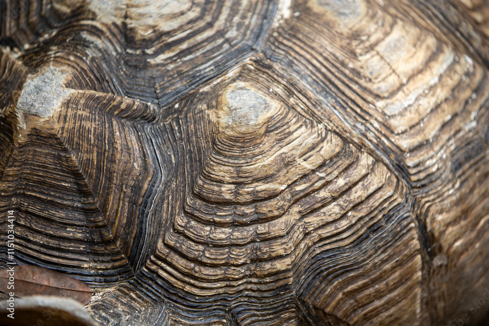 Close up of an African spurred tortoise (Geochelone sulcata) Close up of an African spurred tortoise (Geochelone sulcata)