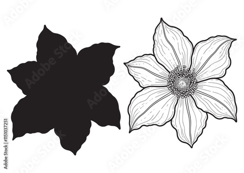 Balsam flower
