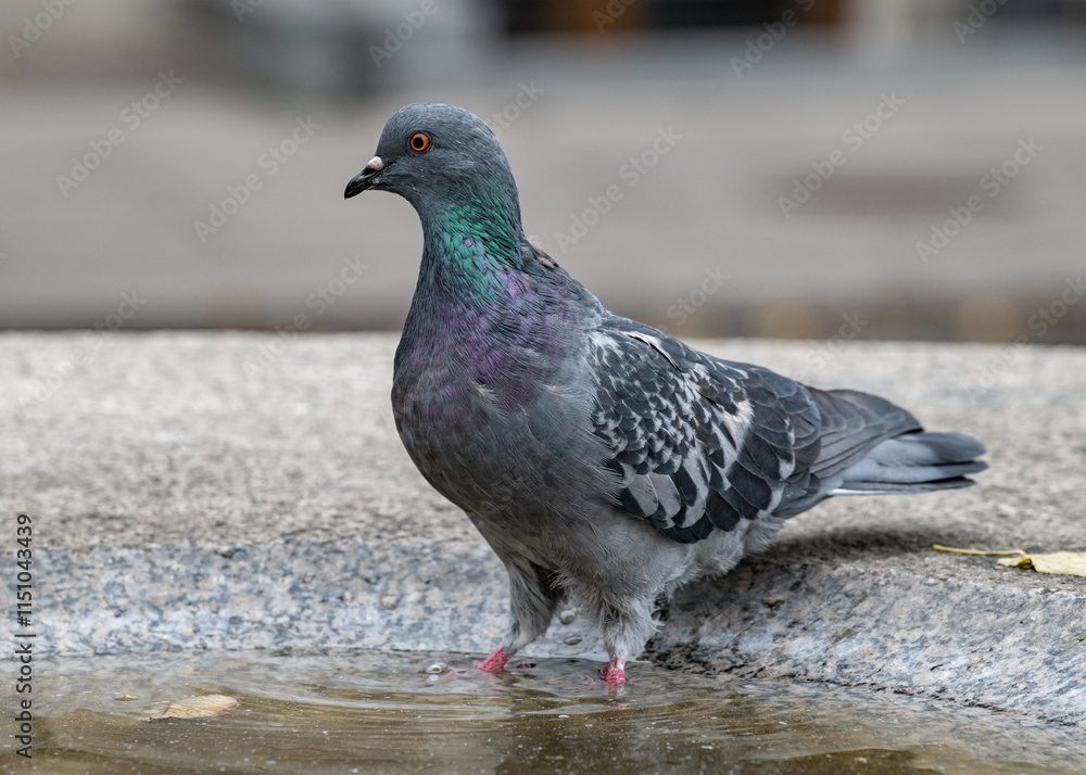 A blue dove washing its paws in a fountain bowl. A blue dove washing its paws in a fountain bowl.