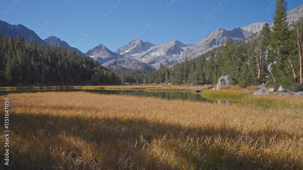 Beautiful Meadow on a Summers morning high in the mountains Beautiful Meadow on a Summers morning high in the mountains