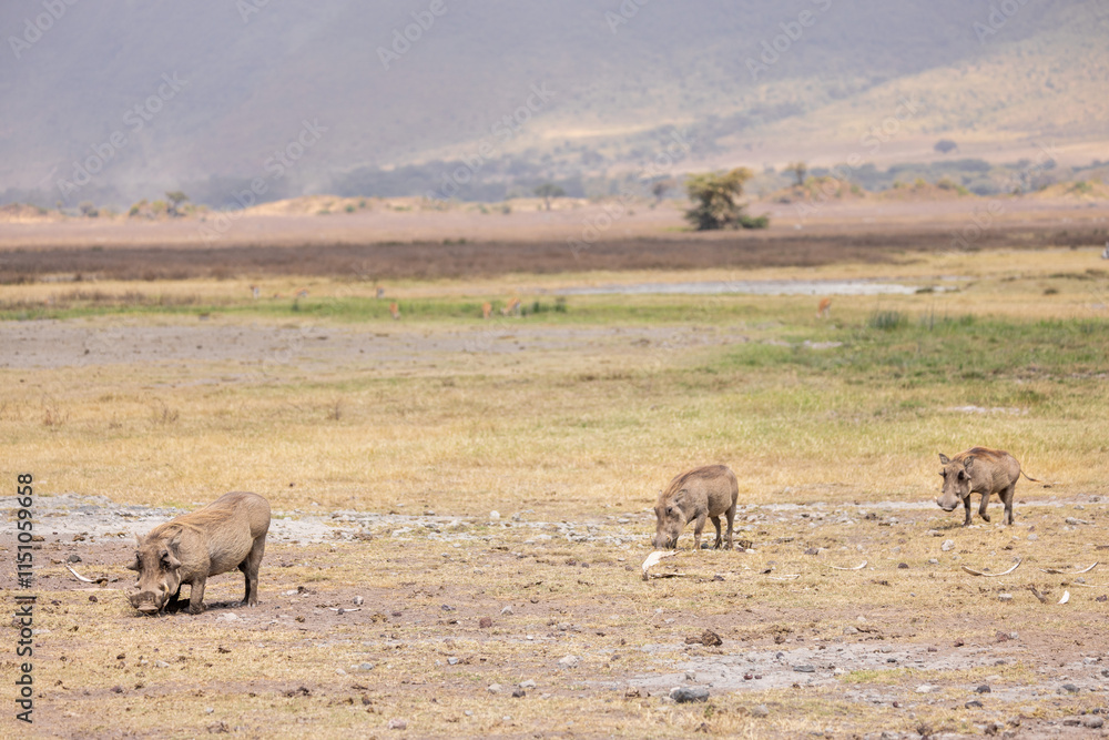 Three common warthogs grazing and walking in a line in Ngorongoro Crater Three common warthogs grazing and walking in a line in Ngorongoro Crater
