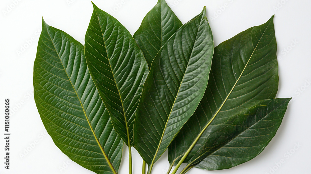 Obraz premium Lush Green Tropical Leaves Nature Botany Foliage Plant Texture Background