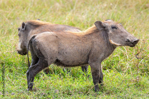 Close up of two common warthogs facing opposite directions in Ngorongoro Crater photo