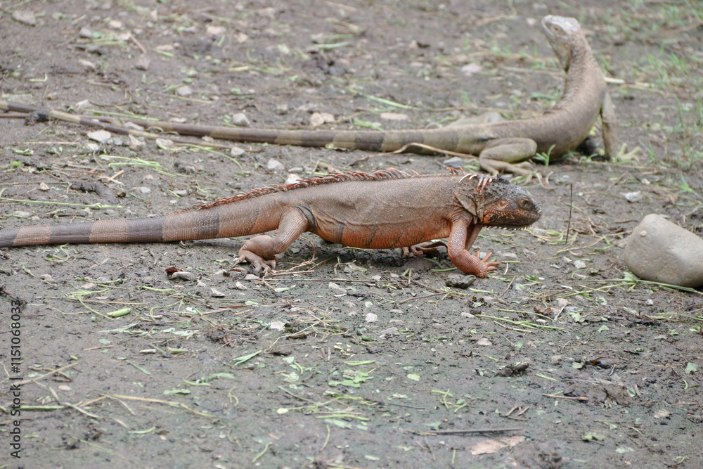 The green iguana, also known as the American iguana or the common green iguana, is a large, arboreal, mostly herbivorous species of lizard of the genus Iguana. The green iguana, also known as the American iguana or the common green iguana, is a large, arboreal, mostly herbivorous species of lizard of the genus Iguana.