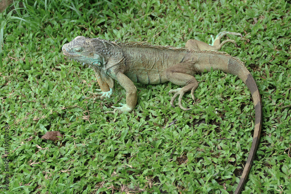 The green iguana, also known as the American iguana or the common green iguana, is a large, arboreal, mostly herbivorous species of lizard of the genus Iguana. The green iguana, also known as the American iguana or the common green iguana, is a large, arboreal, mostly herbivorous species of lizard of the genus Iguana.