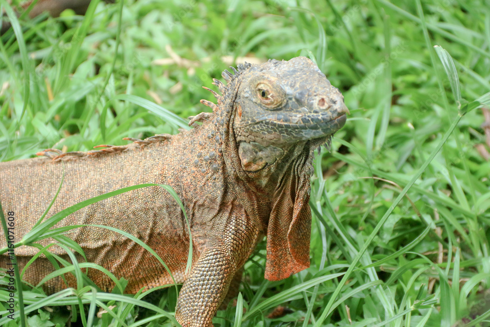 The green iguana, also known as the American iguana or the common green iguana, is a large, arboreal, mostly herbivorous species of lizard of the genus Iguana. The green iguana, also known as the American iguana or the common green iguana, is a large, arboreal, mostly herbivorous species of lizard of the genus Iguana.