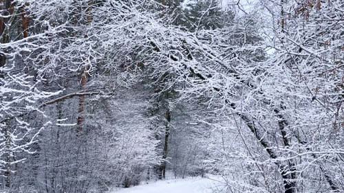 Snowy winter forest. Trees and bushes covered with snow. Ski track on a white road