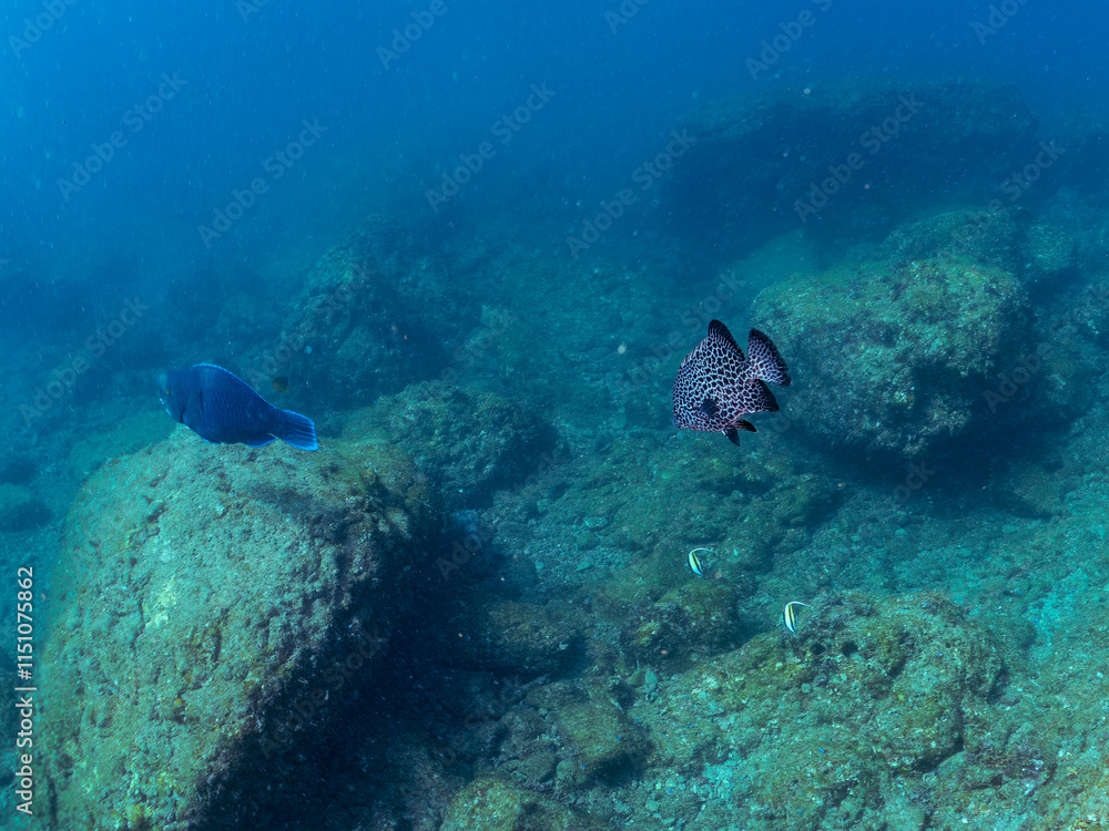 Naklejka premium 美しいアオブダイ（ブダイ科）、ニセカンランハギ、ニザダイ（ニザダイ科）、メジナ（イスズミ科）他の群れ。 英名学名：Pencil surgeonfish (Acanthurus dussumieri), Sawtail (Prionurus scalprum), Largescale Blackfish, Girella punctata 静岡県伊豆半島賀茂郡南伊豆町中木ヒリゾ浜2024年 